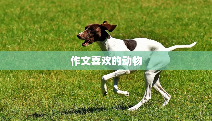 作文喜欢的动物