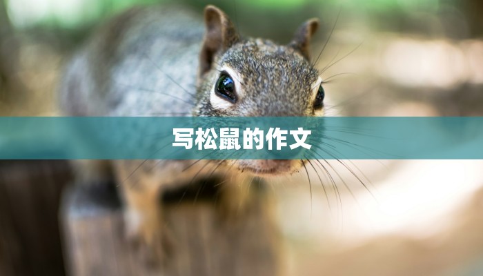 写松鼠的作文
