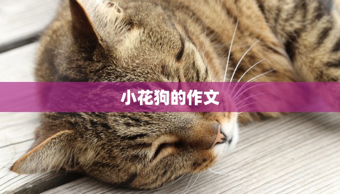 小花狗的作文