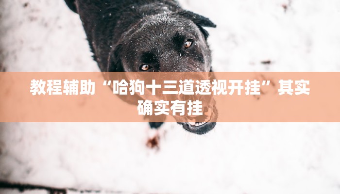 教程辅助“哈狗十三道透视开挂”其实确实有挂