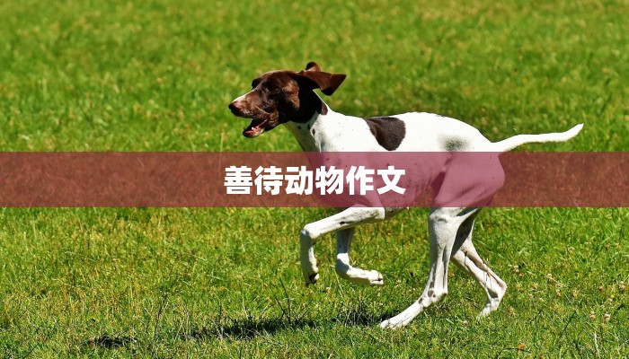 善待动物作文