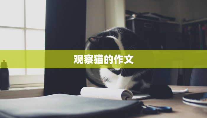 观察猫的作文