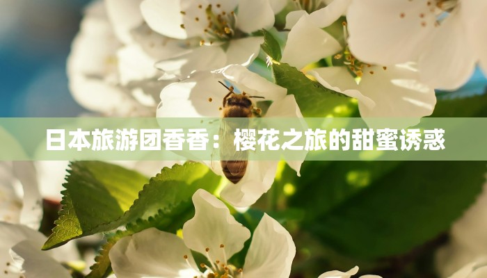 日本旅游团香香：樱花之旅的甜蜜诱惑