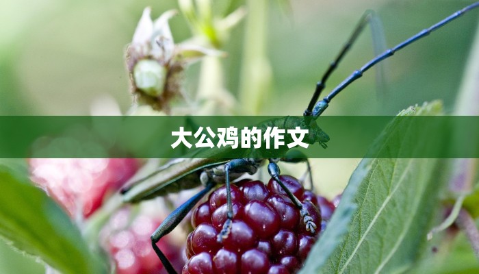 大公鸡的作文