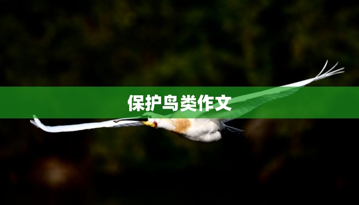 保护鸟类作文