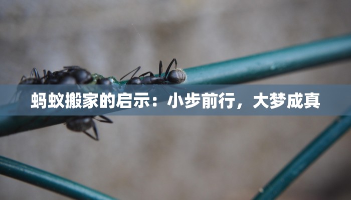 蚂蚁搬家的启示：小步前行，大梦成真