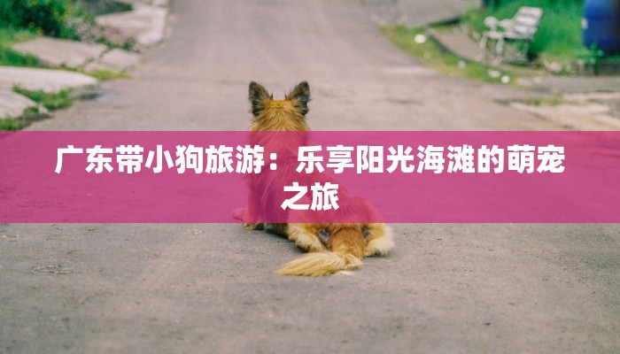 广东带小狗旅游：乐享阳光海滩的萌宠之旅