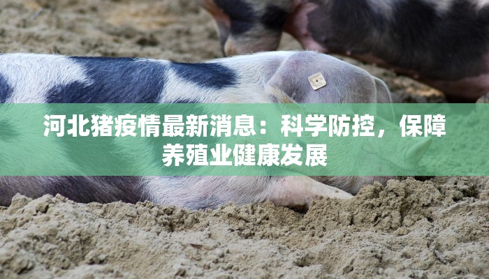 河北猪疫情最新消息：科学防控，保障养殖业健康发展